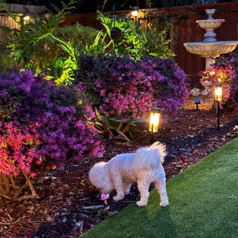 Marquee image